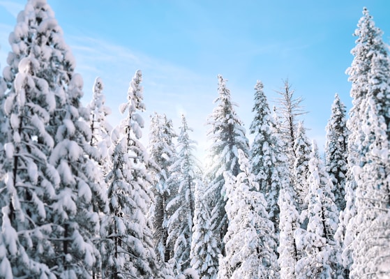 Person bungee jumping