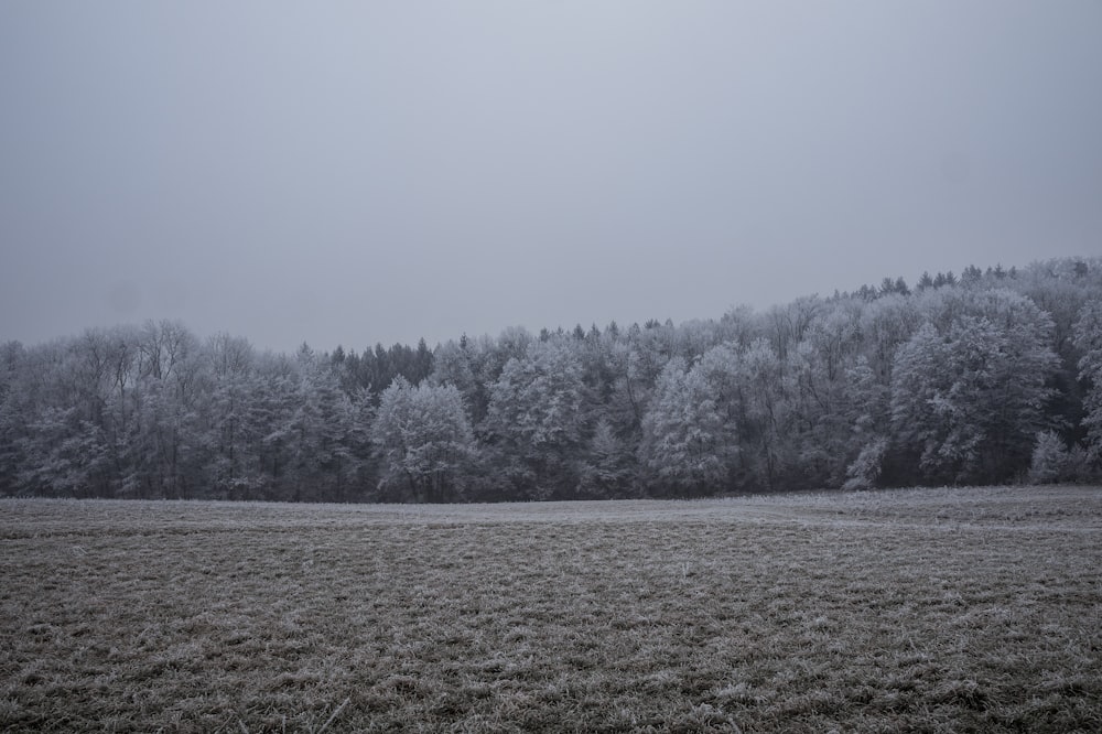 landscape photography of forest