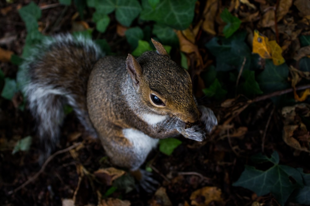 squirrel on ground eating food