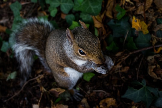 St.Stephen's Green things to do in 14- Ireland