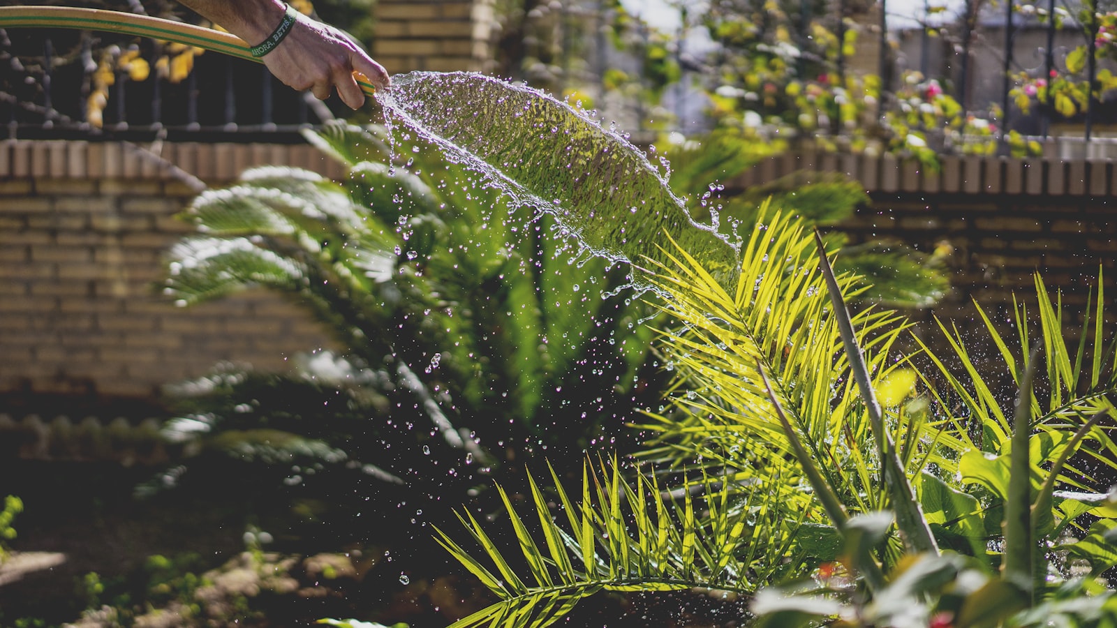 Sony a7 II + Sony Sonnar T* FE 55mm F1.8 ZA sample photo. Person holding garden hose photography