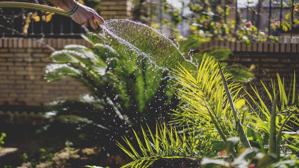 person holding garden hose while watering plant