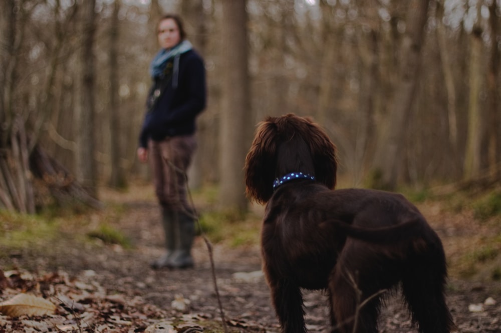 森の中で茶色の犬を見ている女性の写真