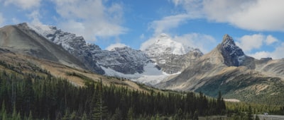 pine trees at daytime banff teams background