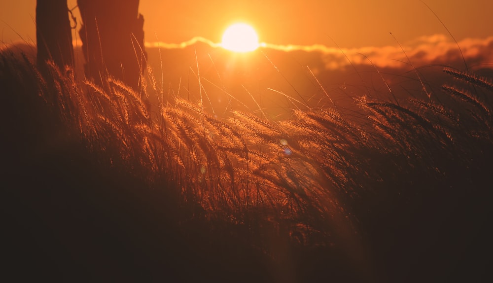 sun setting over the grass