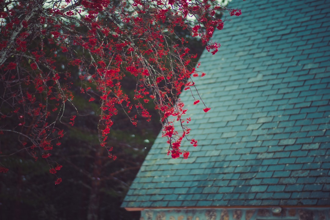 house near tree