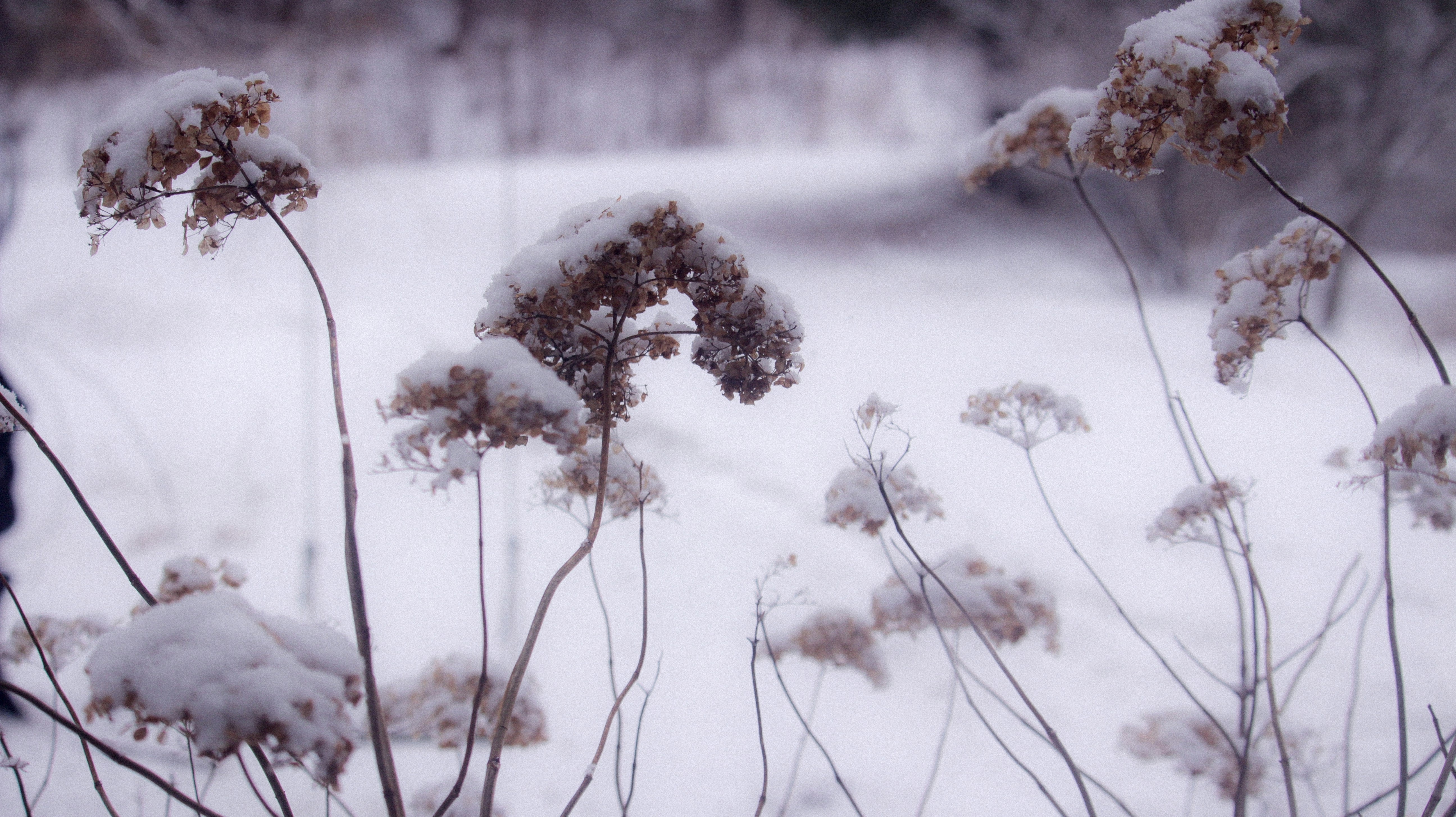 Free Unsplash photo from Abram D-B