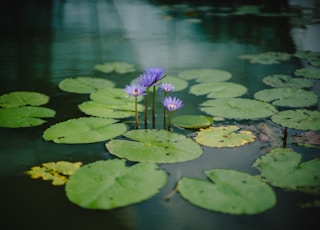 photography of purple petaled flower near body of water during daytime