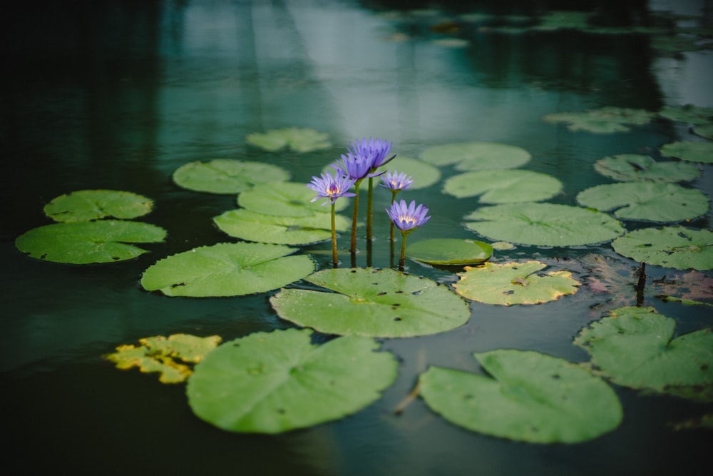 Fotografía de una flor de pétalos púrpuras cerca de un cuerpo de agua durante el día