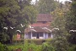 A rustic house with a tiled roof is nestled among lush green trees. A group of white birds is flying across the sky, creating a tranquil and natural scene.