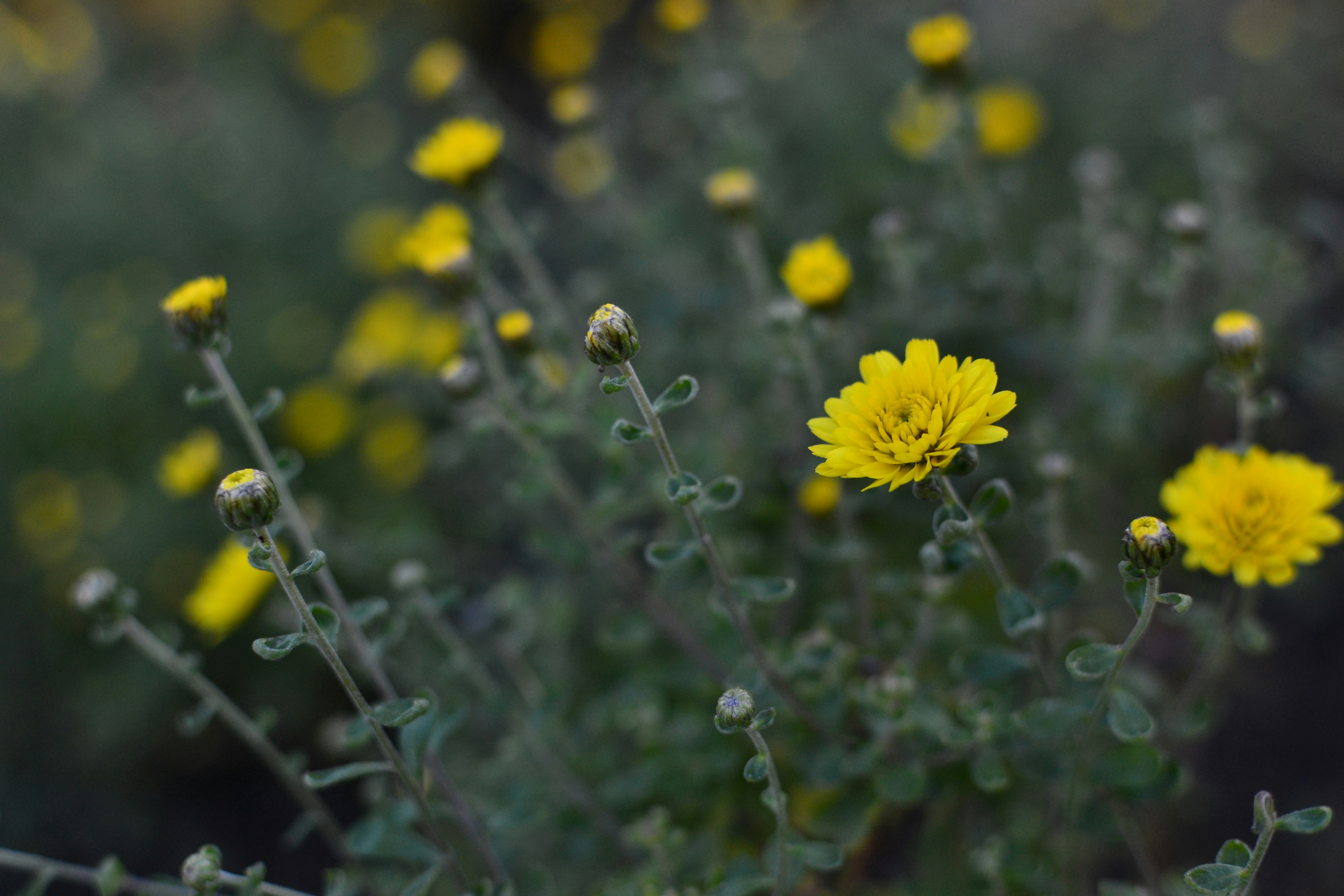 Free Unsplash photo from Szűcs László