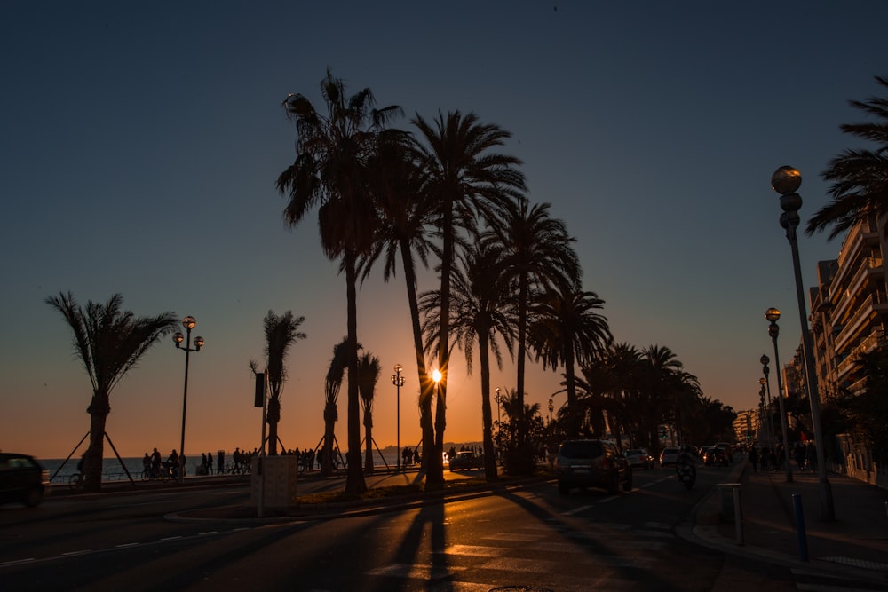 silhouette of palm trees