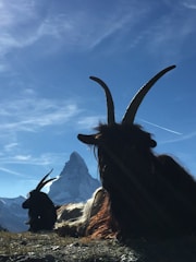 A picturesque image of goats under a clear blue sky.
