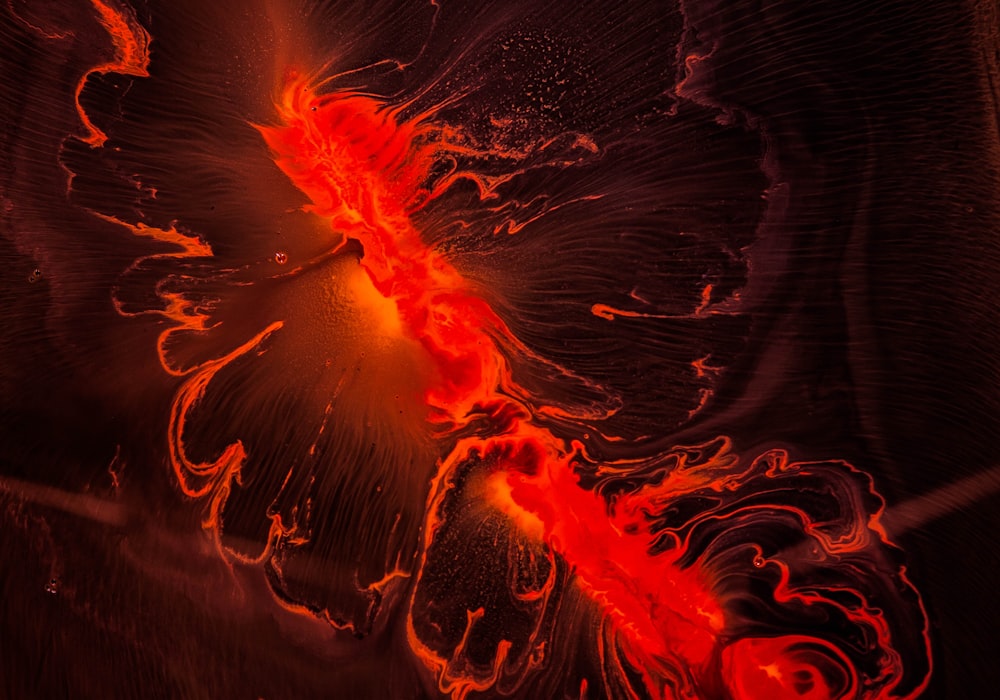 a close up of a red flower with a black background