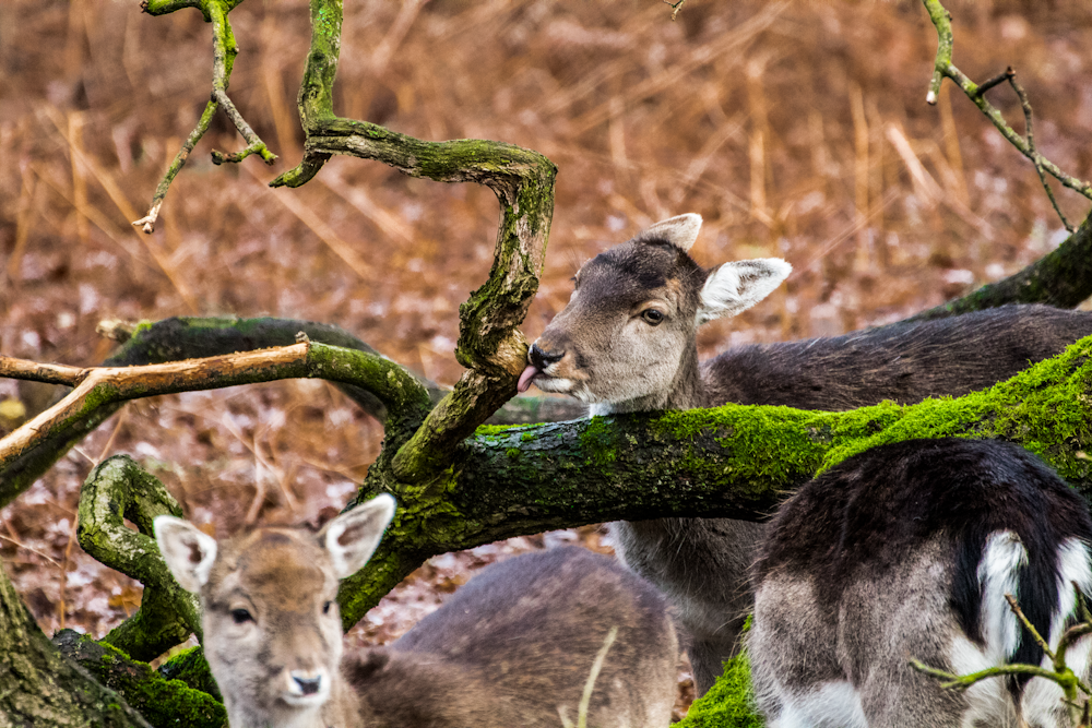 herd of deer near brown tree during daytime