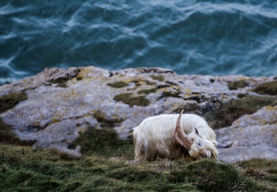 white goat near body of water at daytime in Llandudno United Kingdom