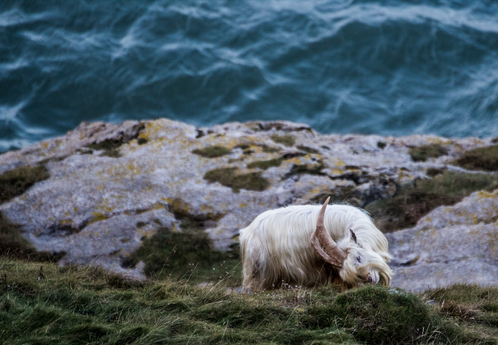 Chèvre blanche près d’un plan d’eau pendant la journée