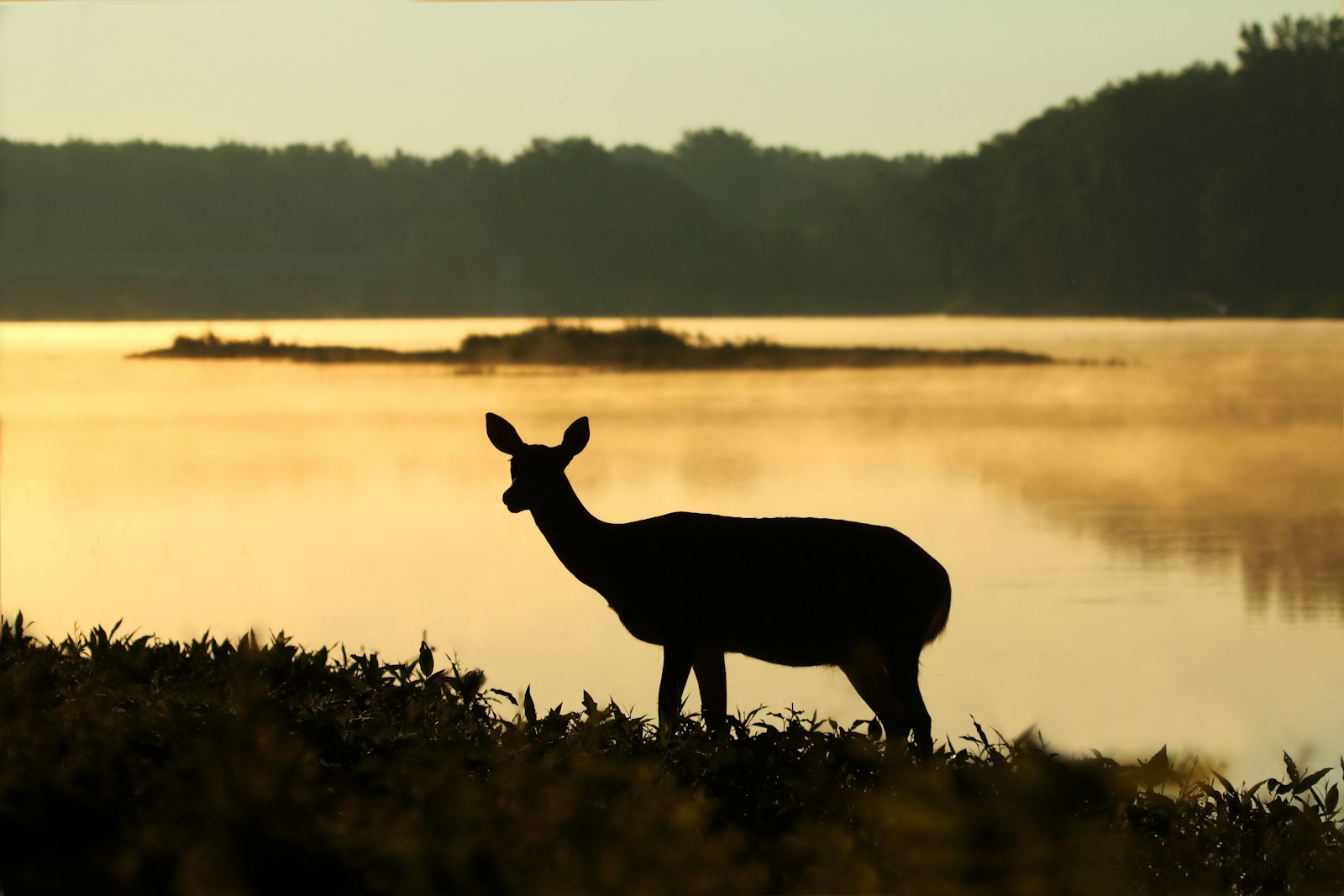 Canon EOS 70D sample photo. Silhouette of deer near photography