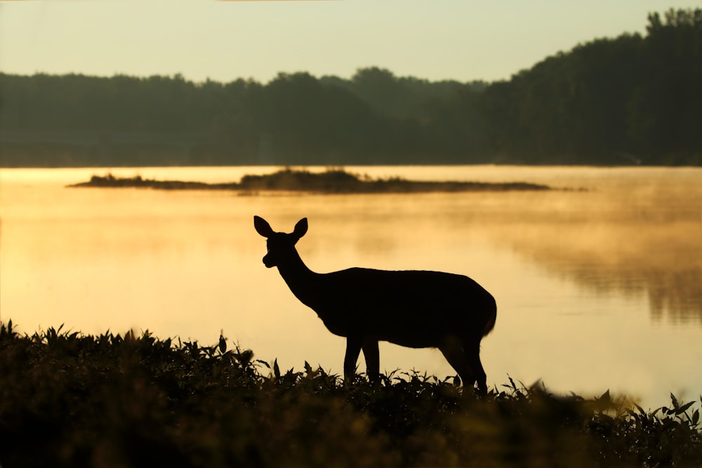silhouette of deer near lake