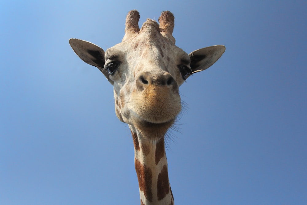 girafe brune