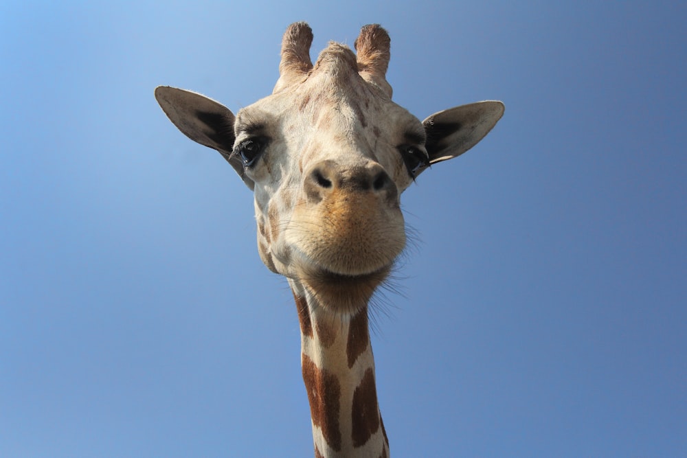 girafa marrom