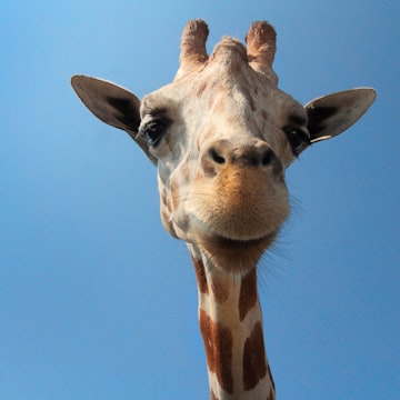 Cover Image for Grateful Giraffe Community Show