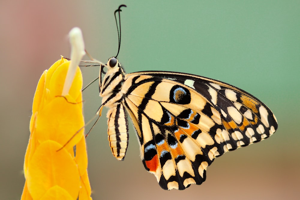 white and black monarch butterfly