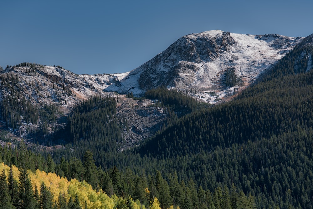 forest in front of glacier mountains