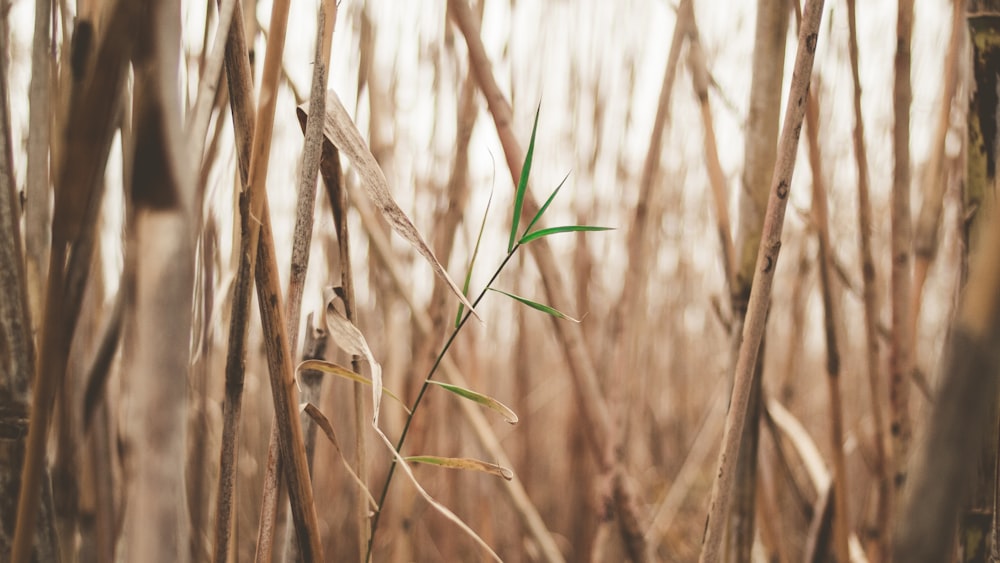 brown bamboo tree