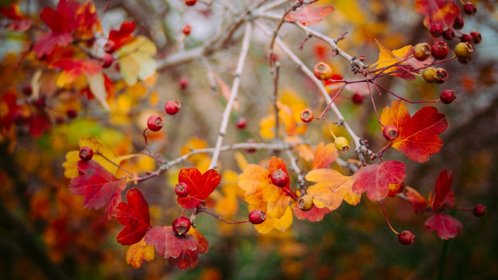 photo of red and yellow flowers