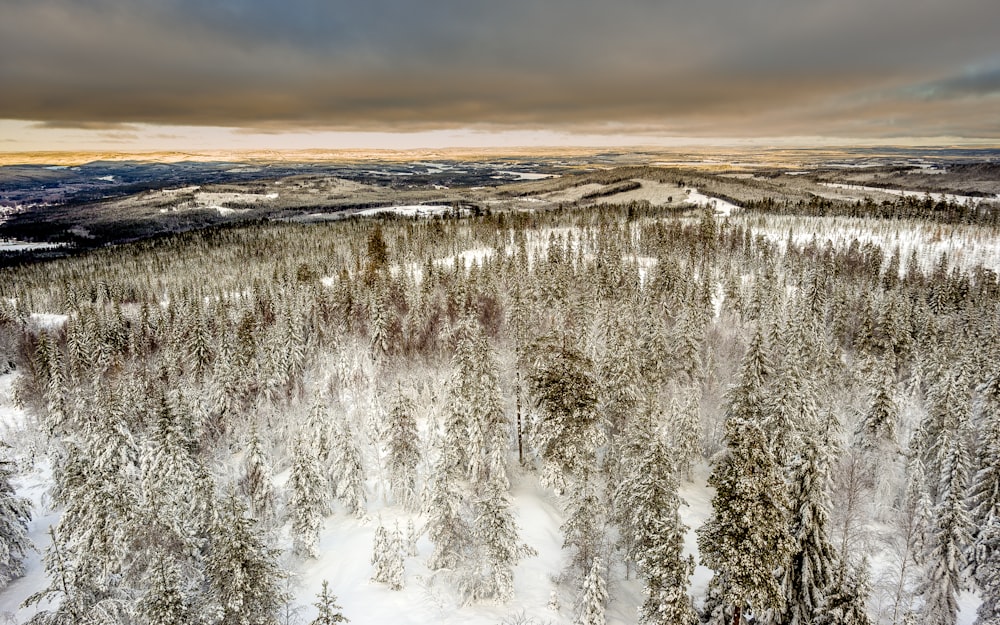 Fotografía aérea de árboles de hojas verdes cubiertos de nieve bajo cielo nublado