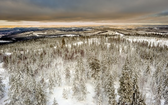 aerial photography of snow covered green leaf trees under cloudy sky in Hagfors Sweden