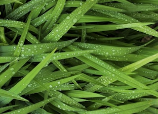 green indoor grass