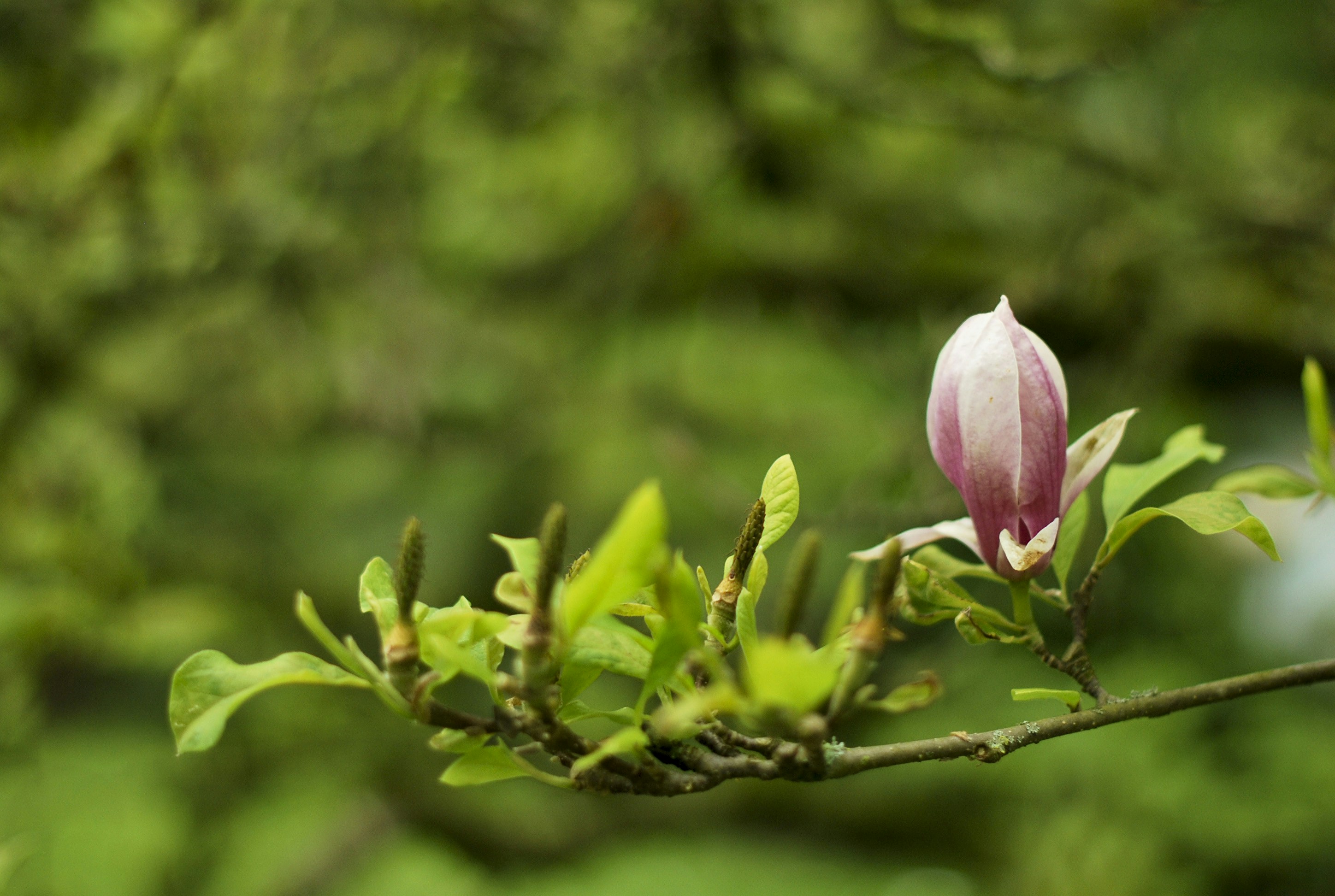 Free Unsplash photo from Sylwia Pietruszka