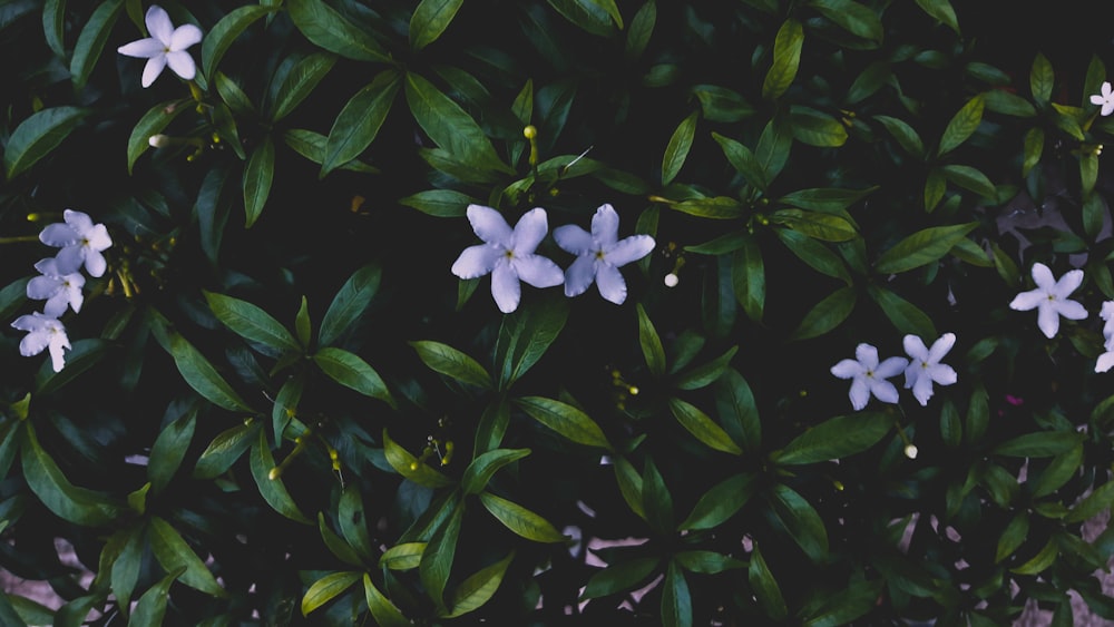 white flowers