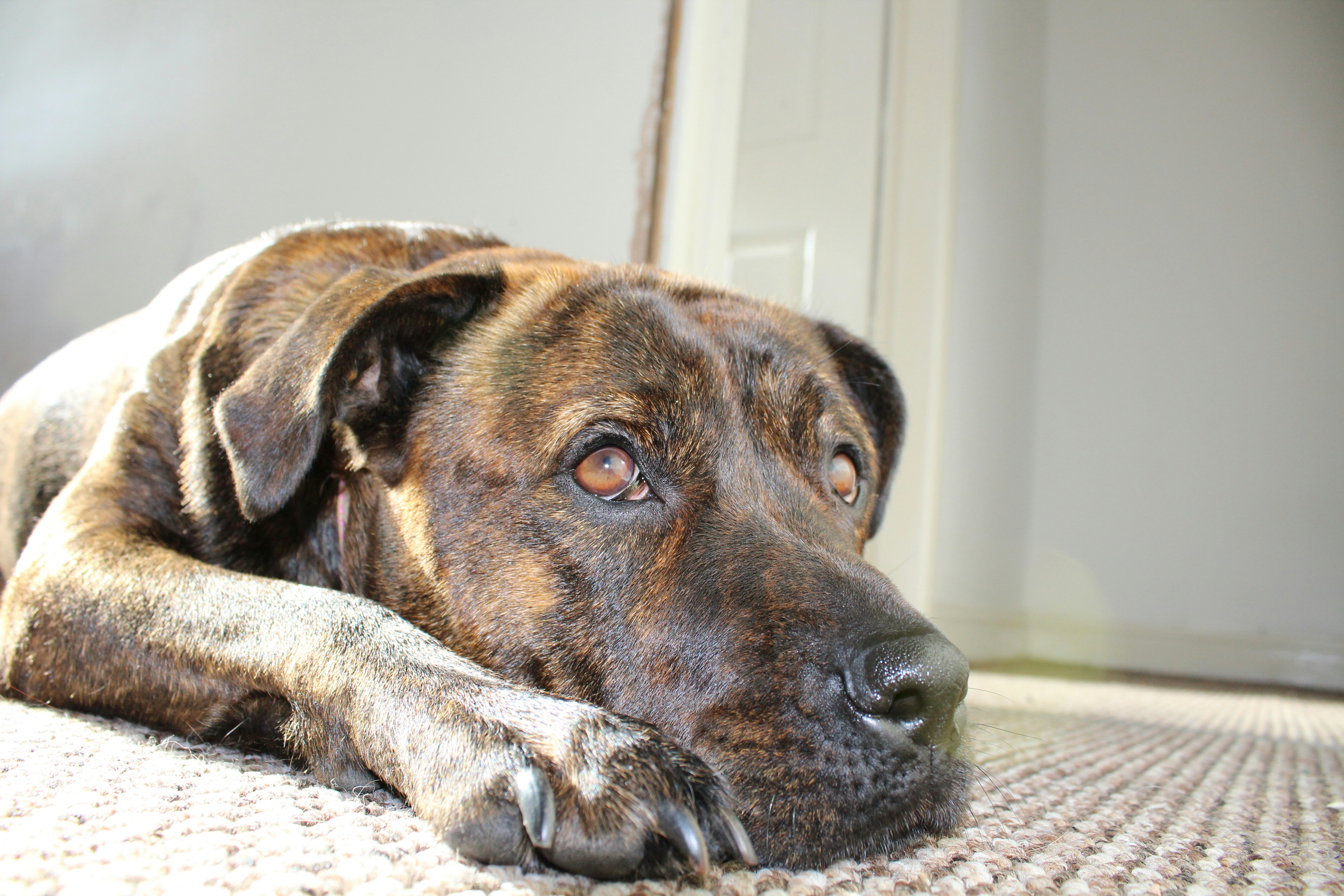 Free Unsplash photo from Dean Ward