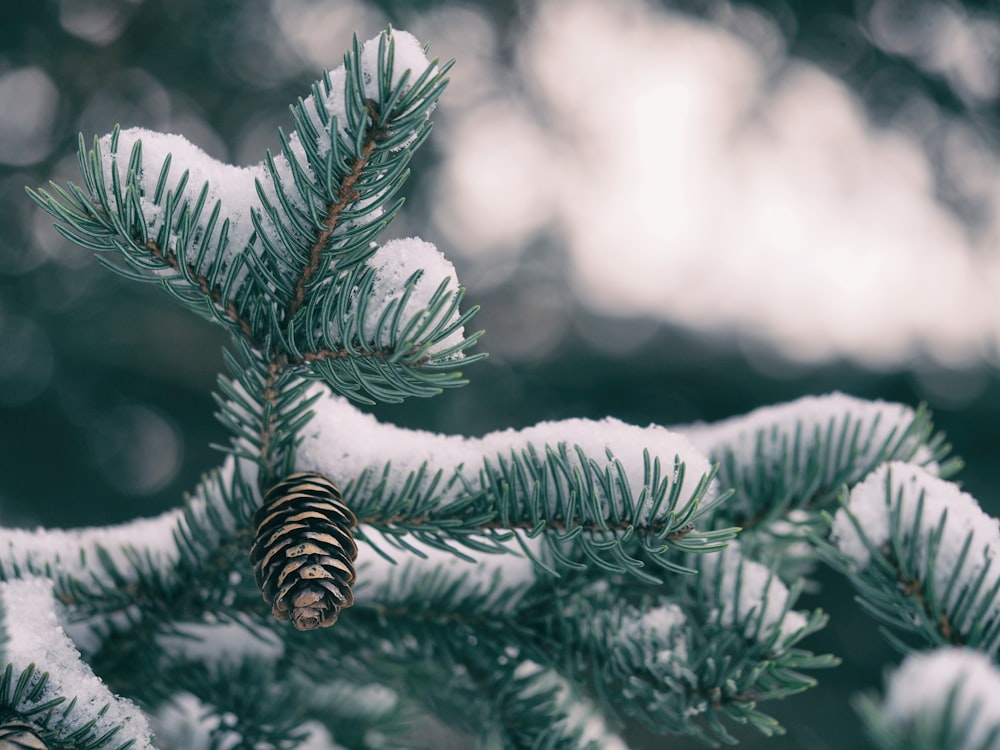green pine tree with pine cone covered by snow