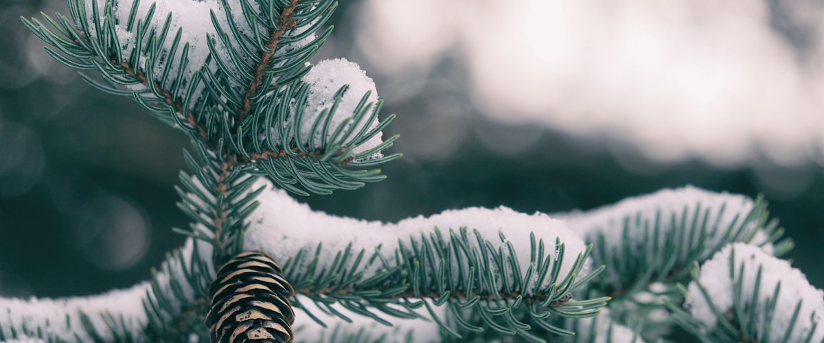 Green pine tree with pine cone covered by snow