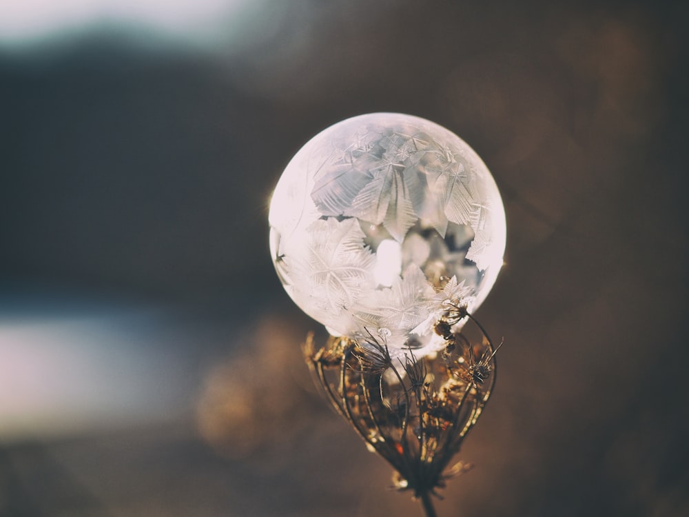 bulle blanche sur fleur séchée brune pendant la journée