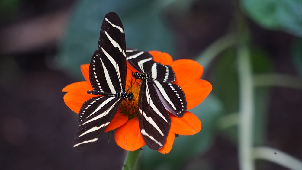 two white-and-black zebra longwing butterflies on orange petal flowers