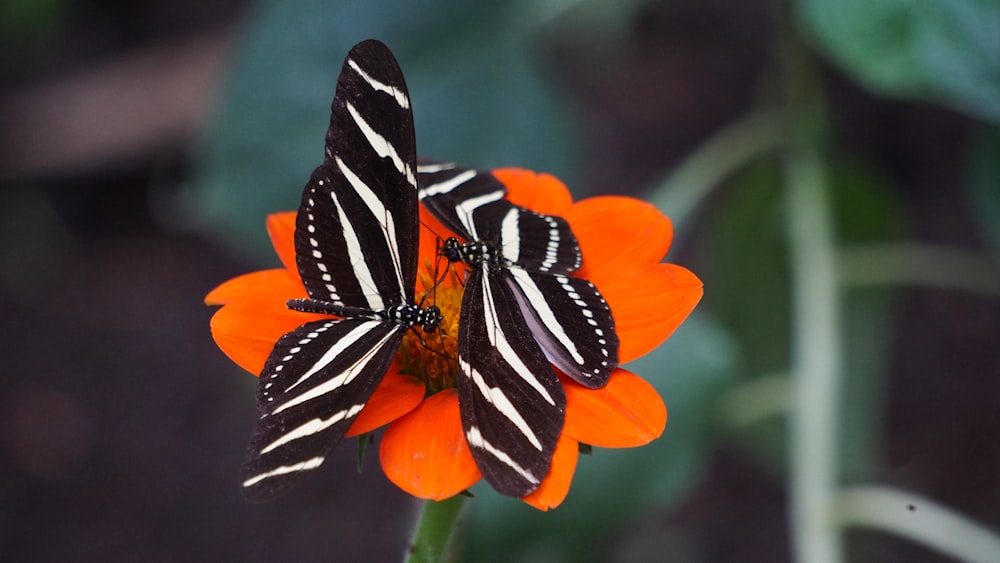 Dos mariposas cebra de alas largas blancas y negras en flores de pétalos naranjas