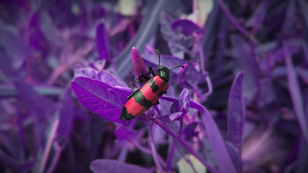 Insecto rojo y negro en planta de hoja púrpura