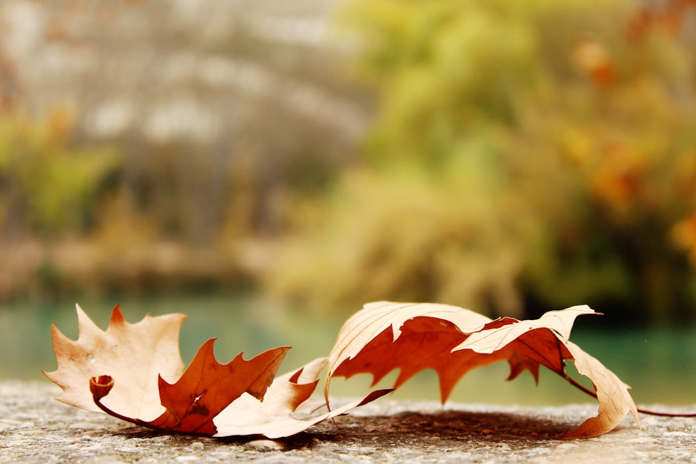 두 개의 붉은 단풍잎의 선택적 초점 사진