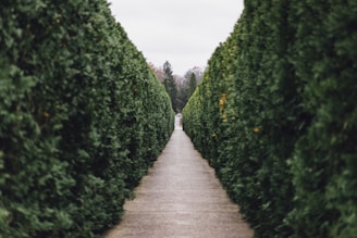 grass maze pathway photo