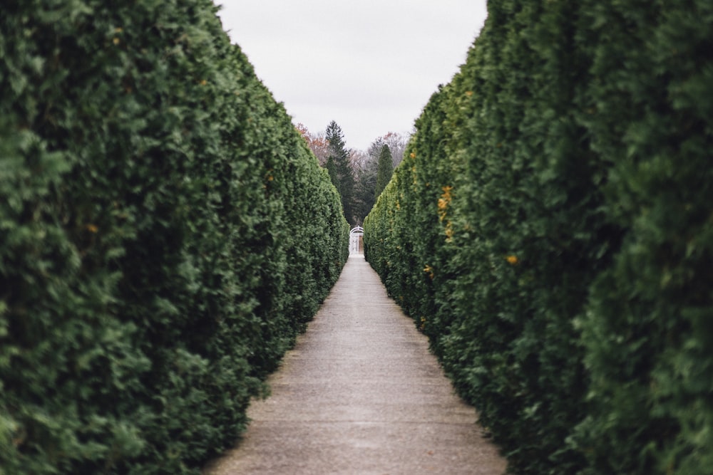 grass maze pathway photo