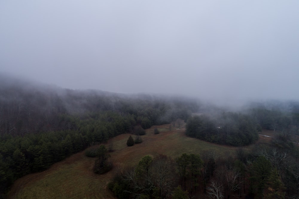 green foliade tree and fog