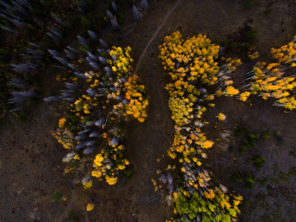 Fotografía aérea de hojas amarillas y verdes del árbol durante el día