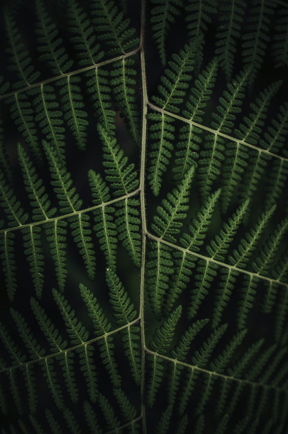 closeup photo of green pine leaf