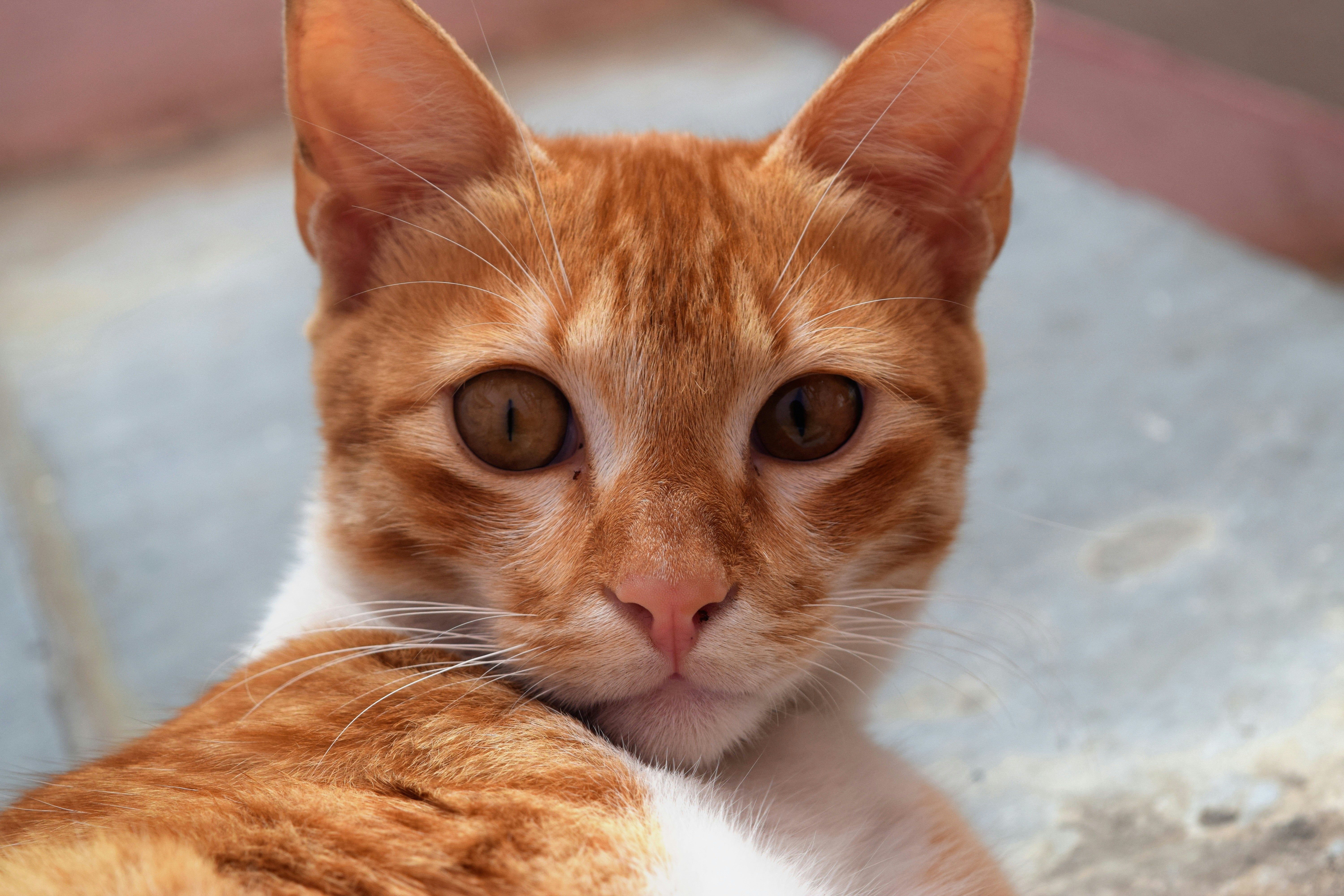 Free Unsplash photo from Shreyash Barot