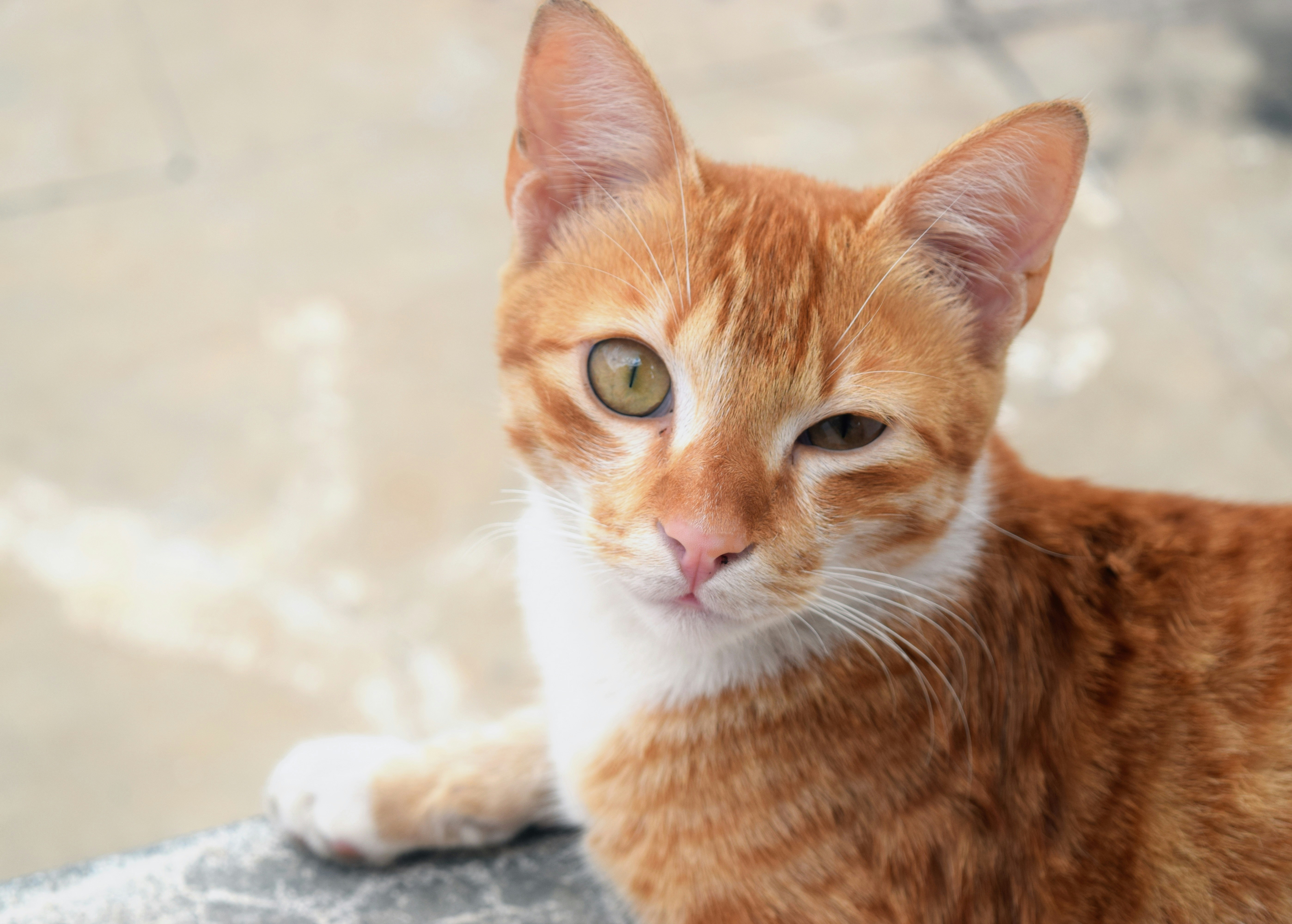 Free Unsplash photo from Shreyash Barot